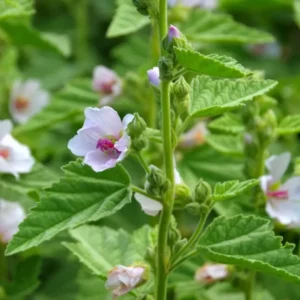 Althaea Officinalis (Common Marshmallow)
