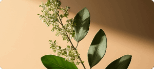 Boswellia