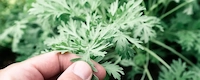 Wormwood